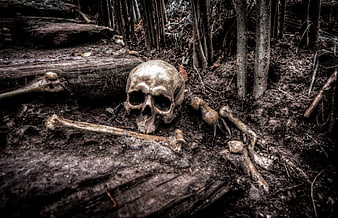 Human skull and bones in dark forest setting