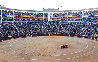 Wide shot of bullfighting arena with matador and bull