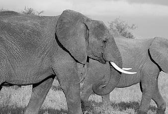 Black and white African elephants walking in savanna