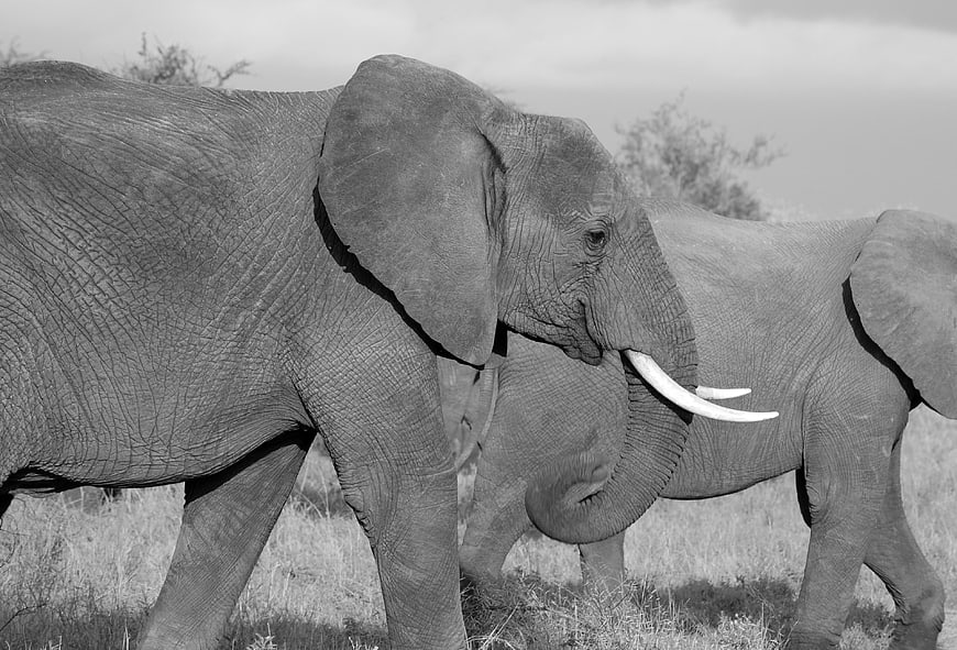 Black and white African elephants walking in savanna