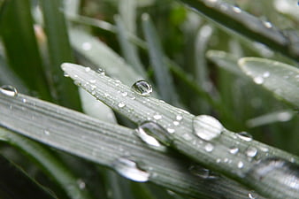 Close-up of water droplets on green grass blades