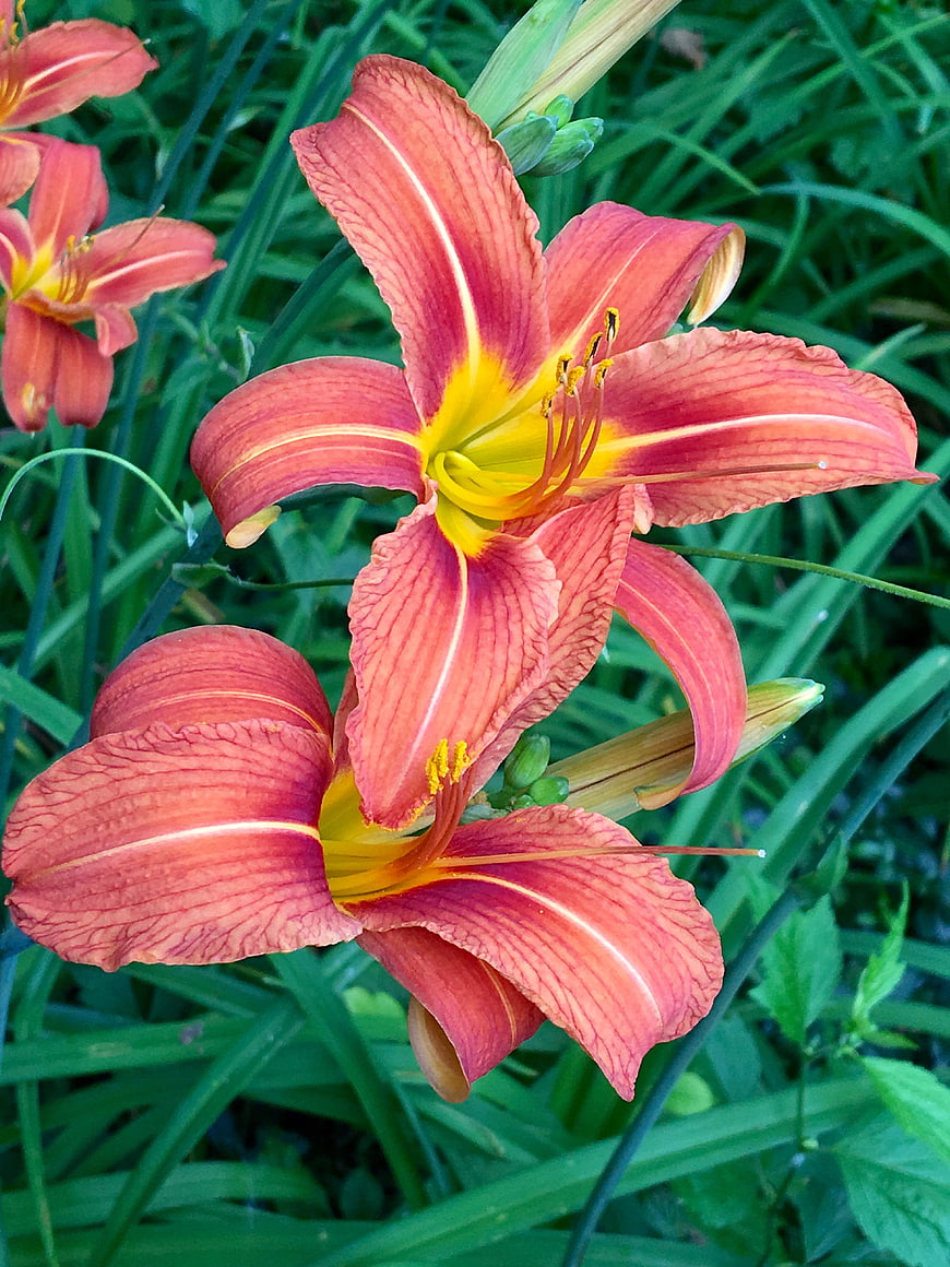 Vibrant Pink Daylilies with Yellow Centers in Green Garden