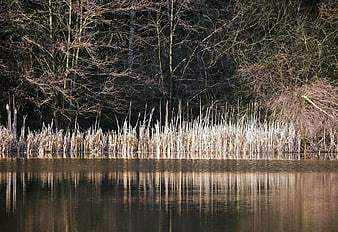 Winter Lake Landscape with Reeds and Reflections