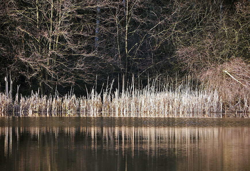 Winter Lake Landscape with Reeds and Reflections