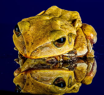 Close-up of a yellow tree frog with reflection on blue background