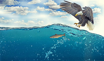 Bald eagle diving for fish underwater split view
