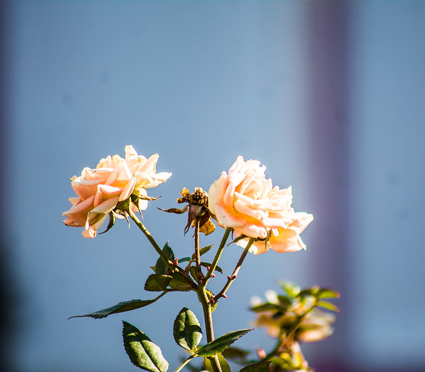 Pale Pink Roses Against Blue Sky Background