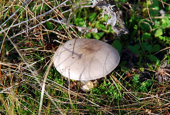 Close-up of a wild mushroom in grassy forest floor