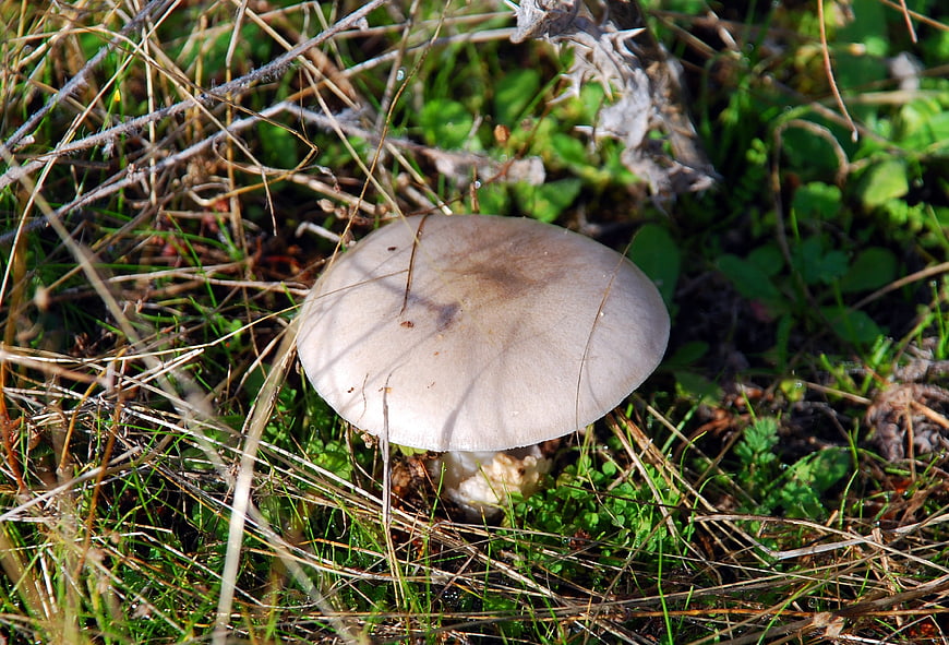 Close-up of a wild mushroom in grassy forest floor
