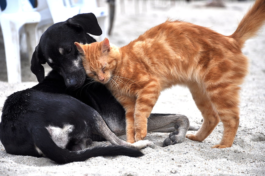 Black Dog and Orange Cat Nuzzling on Sandy Beach