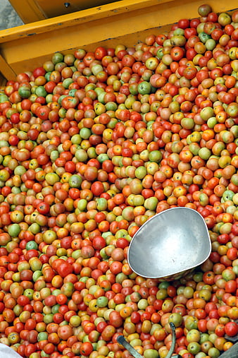 Fresh Harvest Tomatoes in Yellow Bin with Metal Scoop