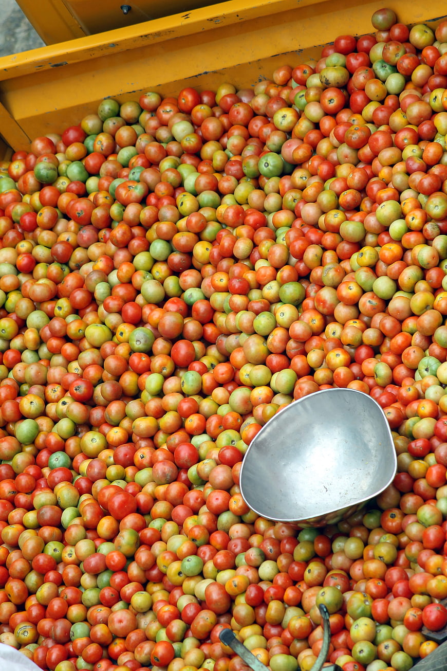 Fresh Harvest Tomatoes in Yellow Bin with Metal Scoop