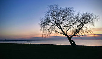 Silhouette of bare tree against sunset sky over water