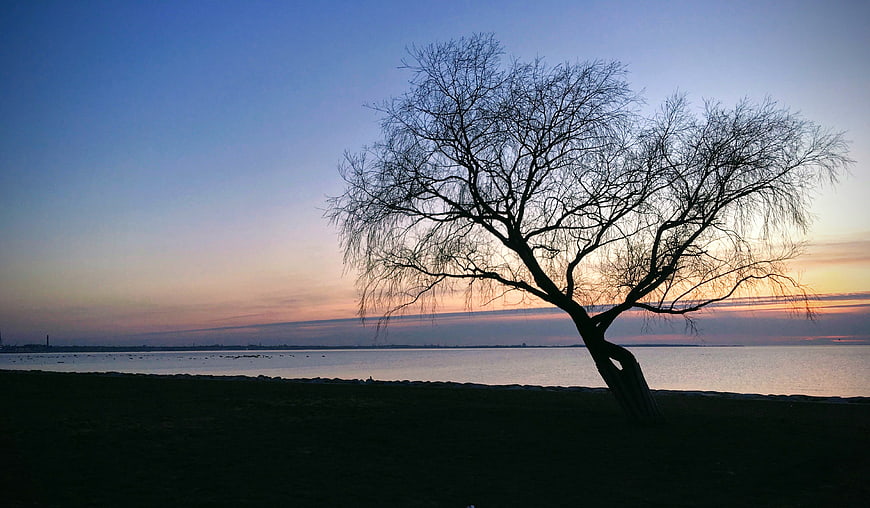 Silhouette of bare tree against sunset sky over water