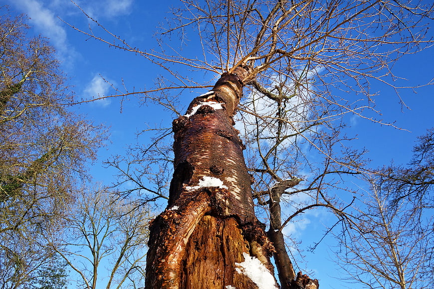 Low angle view of tall birch tree trunk with snow against blue sky