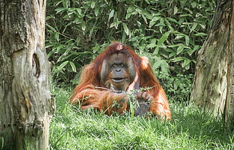 Orangutan sitting in grass between trees eating leaves