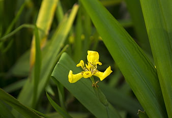 Yellow Wild Iris Flower in Green Garden