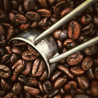 Close-up of roasted coffee beans with a metal scoop