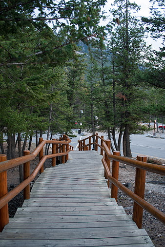 Wooden boardwalk stairs descending through pine forest