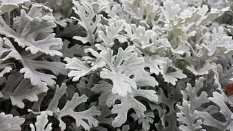 Close-up of Silver Dusty Miller Leaves