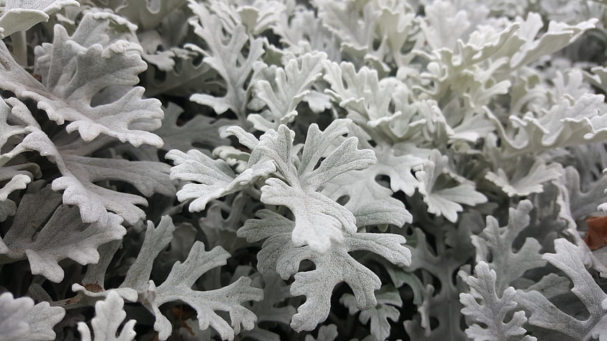 Close-up of Silver Dusty Miller Leaves