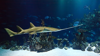 Sawfish swimming in deep blue ocean with coral reef