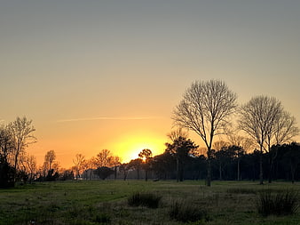Serene Sunset Over Grassy Field with Silhouetted Trees