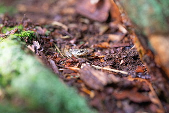 Small Wood Frog on Forest Floor with Moss