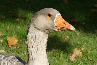 Close-up portrait of a gray goose with orange beak eating grass