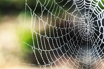 Close-up of spider web with dew drops in morning light