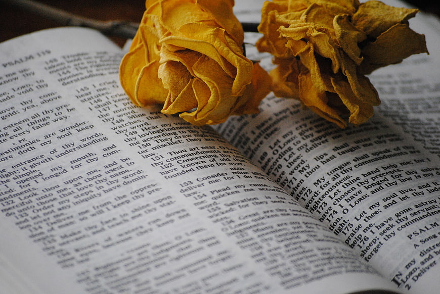 Dried yellow roses resting on an open Bible page
