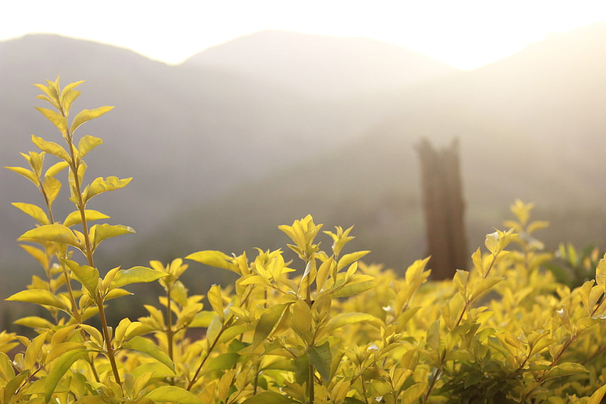 Golden yellow leaves with misty mountain background