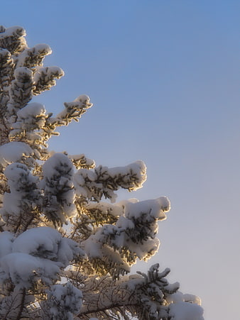 Snow-covered pine branches against a clear blue winter sky