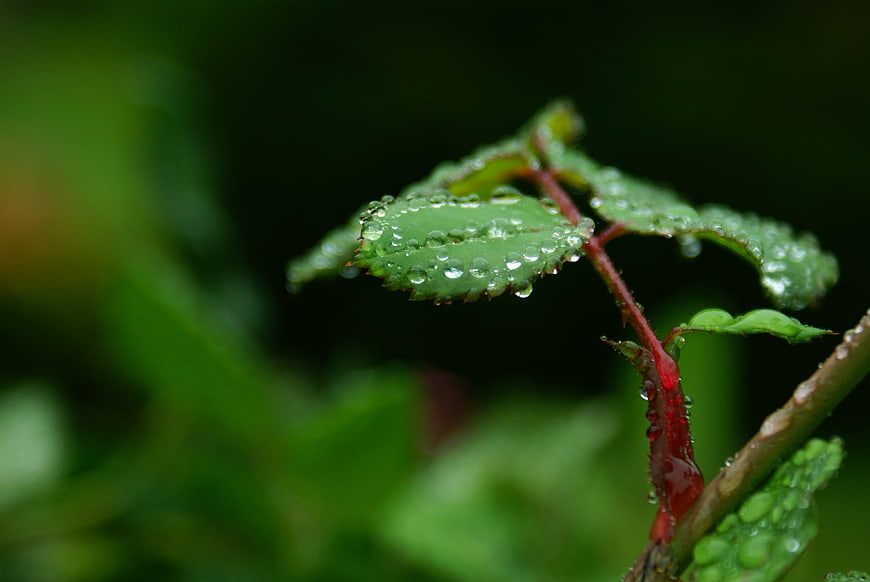 Macro shot of green leaf with water droplets