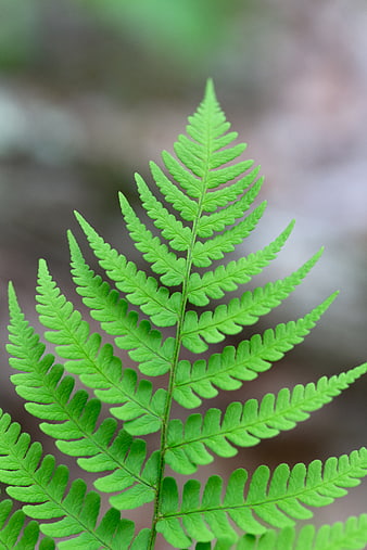 Close-up of a vibrant green fern frond in a forest