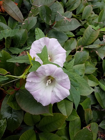 Pale Purple Morning Glory Flowers in Green Foliage