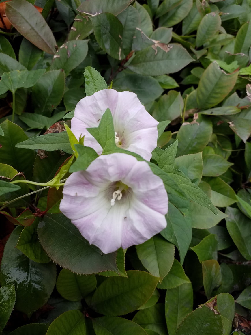 Pale Purple Morning Glory Flowers in Green Foliage