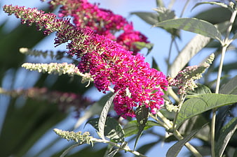 Vibrant Pink Butterfly Bush Flowers in Summer Garden