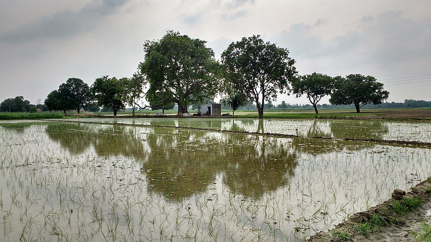 Flooded rice paddy with tree reflections and rural landscape