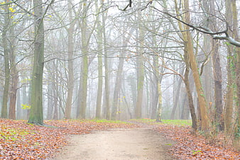 Misty forest path with autumn leaves and tall trees