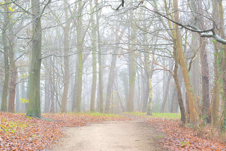 Misty forest path with autumn leaves and tall trees