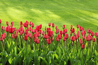 Vibrant Red Tulips Blooming on Green Lawn