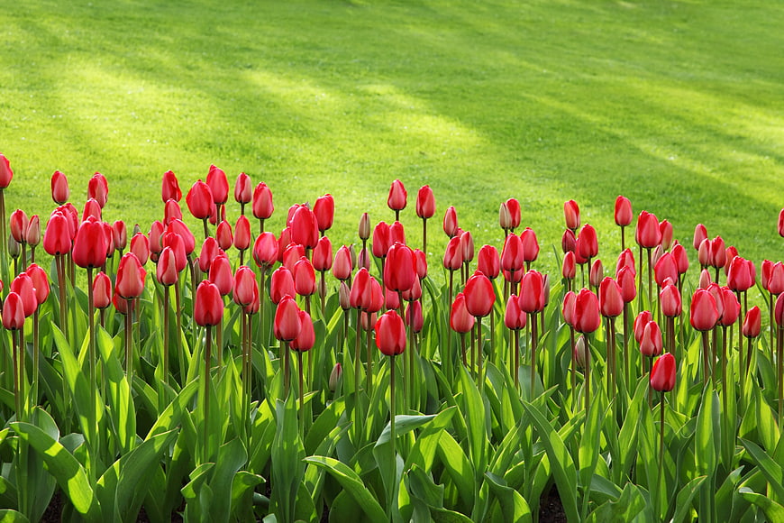 Vibrant Red Tulips Blooming on Green Lawn