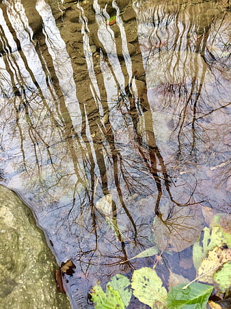 Autumn tree reflections in a shallow forest puddle