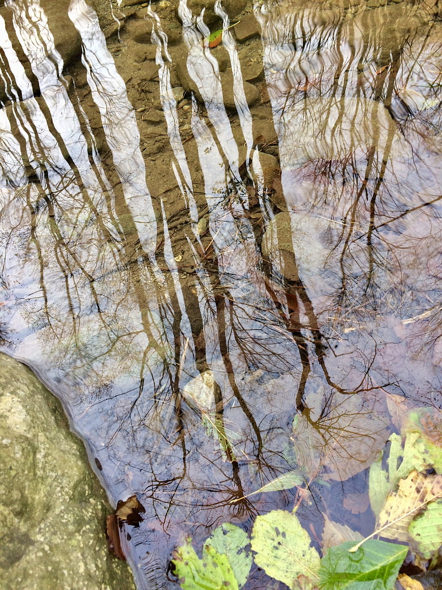 Autumn tree reflections in a shallow forest puddle