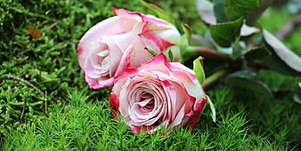 Two Pink and White Roses on Green Moss