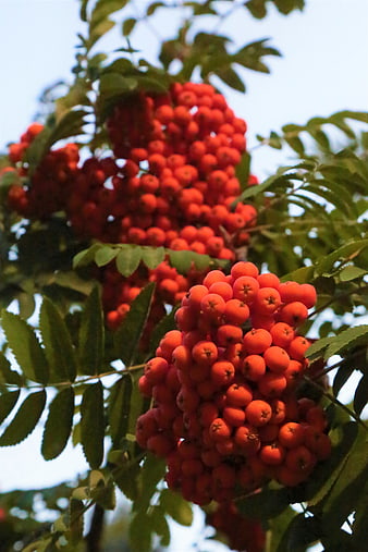 Close-up of vibrant red rowan berries on a branch