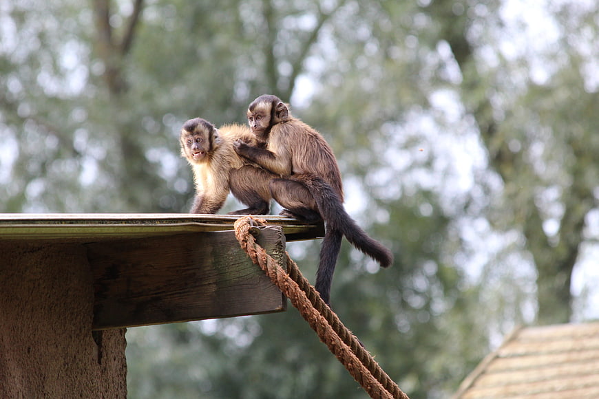 Two Capuchin Monkeys Grooming on Wooden Platform