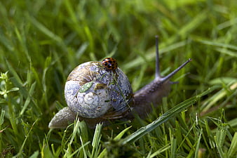 Macro shot of a snail with a ladybug on its shell in green grass