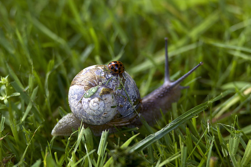 Macro shot of a snail with a ladybug on its shell in green grass